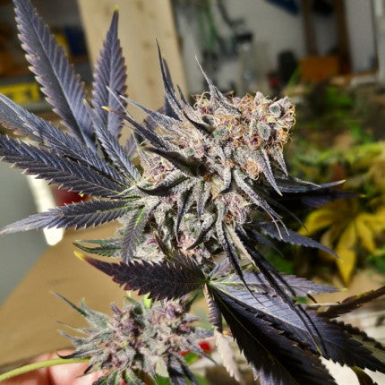 Blueberry Fem x3 - Dutch Passion