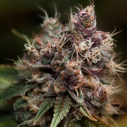 Blueberry Fem x3 - Dutch Passion