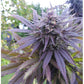 Blueberry Fem x3 - Dutch Passion