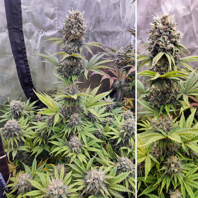 Euforia Fem x3 - Dutch Passion