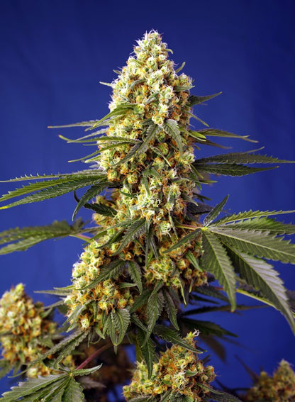 Strawberry Banana Gelato XL Auto-Sweet Seeds