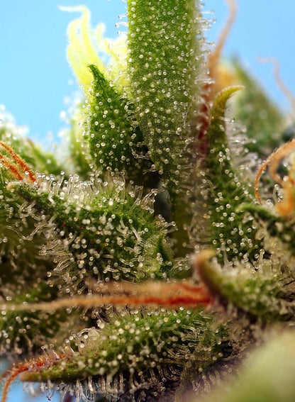 Strawberry Banana Gelato XL Auto-Sweet Seeds